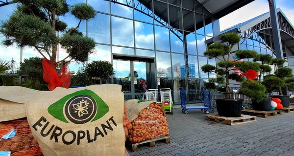 EUROPLANT seed potatoes available in gardenmarket