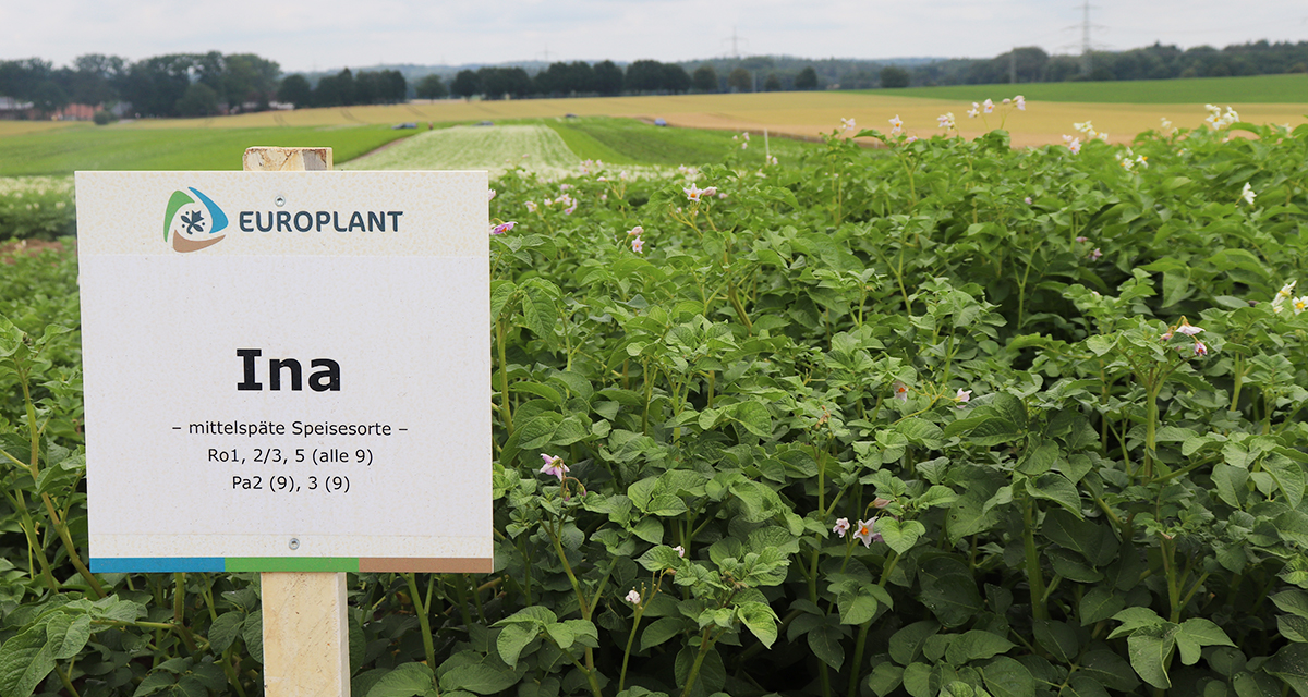 EUROPLANT tabel potato INA in the field