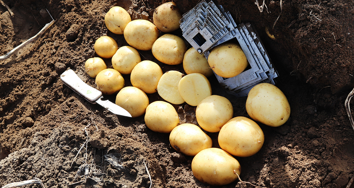 EUROPLANT table potato JUVENTA