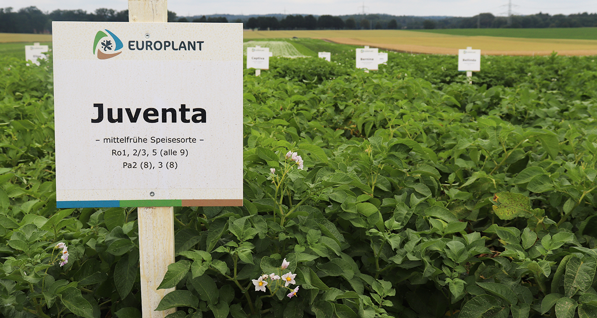 EUROPLANT table potato JUVENTA in the field