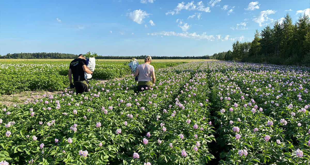 potato field in Finland